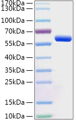 Recombinant Human Protein disulfide-isomerase/PDI Protein was determined by SDS-PAGE under reducing conditions with Coomassie Blue.