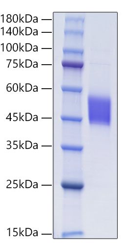 Recombinant Human Follistatin-like protein 1/FSTL1 Protein was determined by SDS-PAGE under reducing conditions with Coomassie Blue.