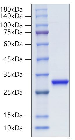 Recombinant Human Ubiquitin thioesterase L1/UCHL1 protein was determined by SDS-PAGE under reducing conditions with Coomassie Blue.