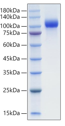 Recombinant Mouse EGFR/HER1 Protein was determined by SDS-PAGE under reducing conditions with Coomassie Blue.