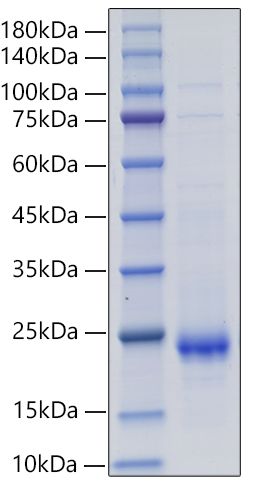 Recombinant Rat IL-10 Protein was determined by SDS-PAGE under reducing conditions with Coomassie Blue.