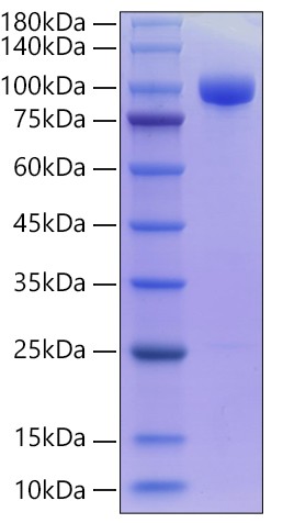 Recombinant Human Sortilin/SORT1 Protein was determined by SDS-PAGE under reducing conditions with Coomassie Blue.