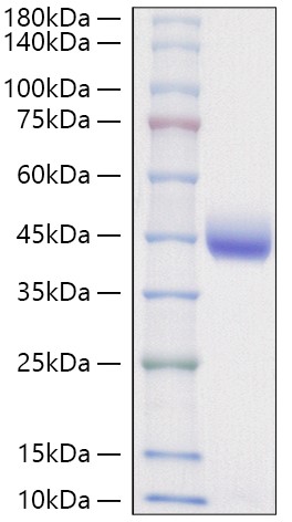 Recombinant Human Inhibin beta E/INHBE Protein was determined by SDS-PAGE under reducing conditions with Coomassie Blue.