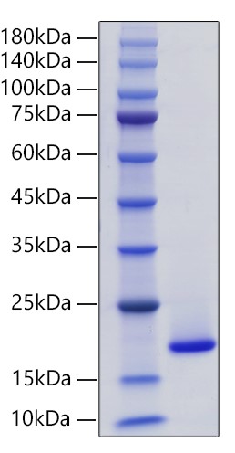 Recombinant Human Phospholipase A2/PLA2G1B Protein was determined by SDS-PAGE under reducing conditions with Coomassie Blue.