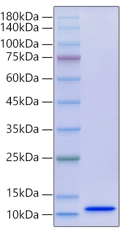 Recombinant Human EGF Protein was determined by SDS-PAGE under reducing conditions with Coomassie Blue.