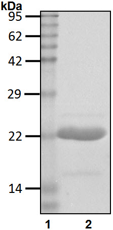 Recombinant Human Ubiquitin-conjugating enzyme E2 E1/UBE2E1 protein was determined by SDS-PAGE under reducing conditions with Coomassie Blue.