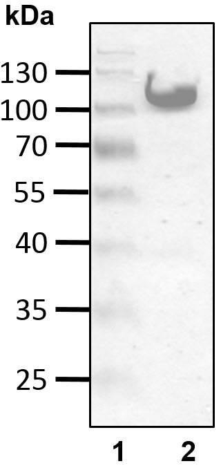 Recombinant Human Atrophin-1 interacting protein 4/ITCH protein was determined by SDS-PAGE under reducing conditions with Coomassie Blue.