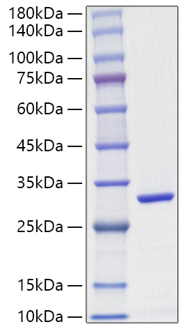 Recombinant Schistosoma japonicum GST Protein was determined by SDS-PAGE under reducing conditions with Coomassie Blue.
