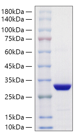 Recombinant Schistosoma japonicum GST-His Protein was determined by SDS-PAGE under reducing conditions with Coomassie Blue.