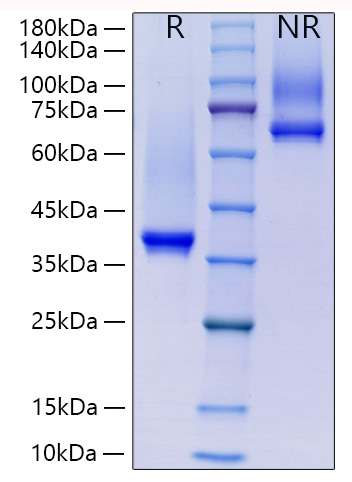 Recombinant Human IgG1 Protein was determined by SDS-PAGE under reducing (R) and non-reducing (NR) conditions.