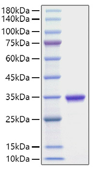 Recombinant Human IgG2 Protein was determined by SDS-PAGE under reducing conditions with Coomassie Blue.