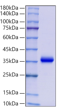 Recombinant Human IgG4 Protein was determined by SDS-PAGE under reducing conditions with Coomassie Blue.