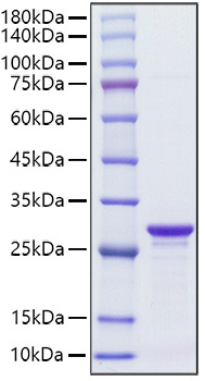 Recombinant Streptococcus SPG/IgG-binding protein G Protein was determined by SDS-PAGE under reducing conditions with Coomassie Blue.
