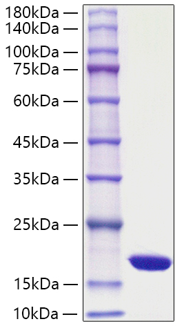 Recombinant Yeast sumo Protein was determined by SDS-PAGE under reducing conditions with Coomassie Blue.