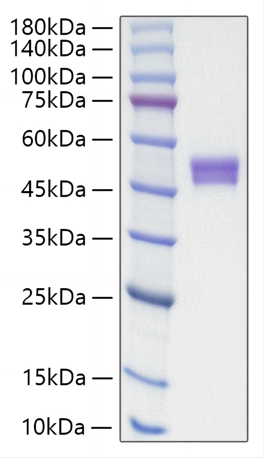 Recombinant Human IgE Protein was determined by SDS-PAGE under reducing conditions with Coomassie Blue.