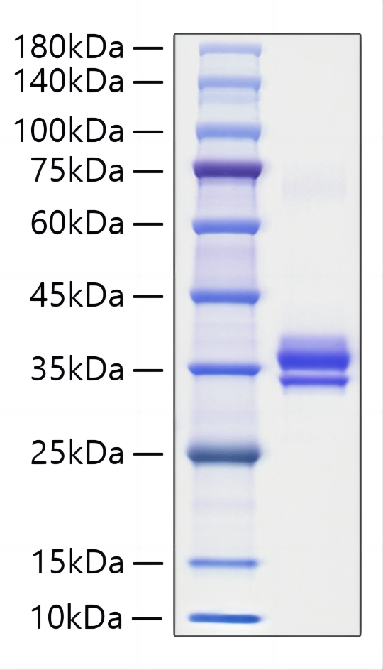 Recombinant Mouse IgG1 Protein was determined by SDS-PAGE under reducing conditions with Coomassie Blue.