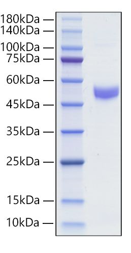 Recombinant Mouse IgM Protein was determined by SDS-PAGE under reducing conditions with Coomassie Blue.