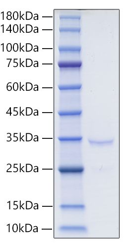 Recombinant Mouse IgG2C Protein was determined by SDS-PAGE under reducing conditions with Coomassie Blue.