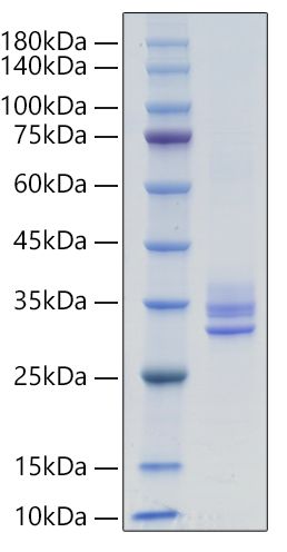 Recombinant Mouse IgA Protein was determined by SDS-PAGE under reducing conditions with Coomassie Blue.