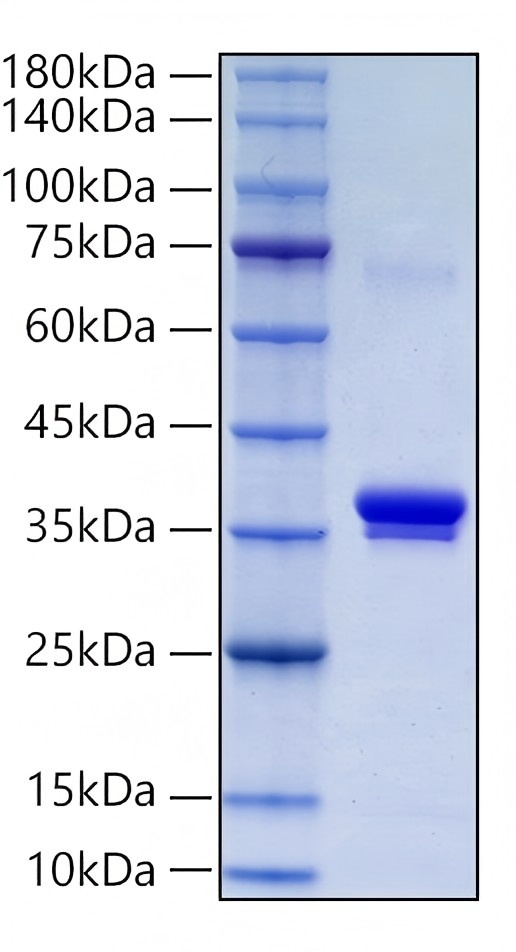 Recombinant Cynomolgus IgE Protein was determined by SDS-PAGE under reducing conditions with Coomassie Blue.
