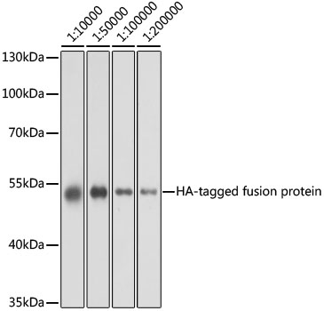 Western blot analysis of over-expressed HA-tagged protein in 293T cell using Mouse anti HA-Tag mAb at different dilution. Each lane was loaded with 2 ug cell lysate.|Secondary antibody: HRP-conjugated Goat anti-Mouse IgG (H+L) at 1:10000 dilution.|Blocking buffer: 3% nonfat dry milk in TBST.|Detection: ECL Basic Kit.|Exposure time: 1s.