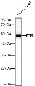 Western blot analysis of lysates from Mouse testis using PTEN Mouse mAb at 1:1000 dilution incubated overnight at 4℃.|Secondary antibody: HRP-conjugated Goat anti-Mouse IgG (H+L) at 1:10000 dilution.|Lysates/proteins: 25 μg per lane.|Blocking buffer: 3% nonfat dry milk in TBST.|Detection: ECL Basic Kit.|Exposure time: 30s.