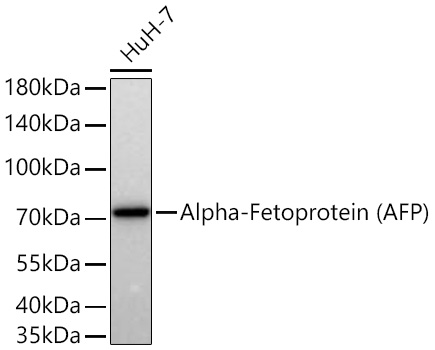 Western blot analysis of lysates from HuH-7 cells using Alpha-Fetoprotein Mouse mAb at 1:1000 dilution incubated overnight at 4℃.|Secondary antibody: HRP-conjugated Goat anti-Mouse IgG (H+L) at 1:10000 dilution.|Lysates/proteins: 25 μg per lane.|Blocking buffer: 3% nonfat dry milk in TBST.|Detection: ECL Basic Kit.|Exposure time: 10 s.