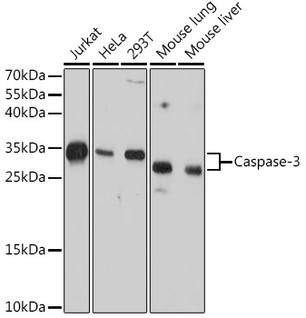 Western blot analysis of various lysates using Caspase-3 Mouse mAb at 1:1000 dilution.|Secondary antibody: HRP-conjugated Goat anti-Mouse IgG (H+L) at 1:10000 dilution.|Lysates/proteins: 25μg per lane.|Blocking buffer: 3% nonfat dry milk in TBST.|Detection: ECL Basic Kit.|Exposure time: 90s.