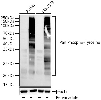 Western blot analysis of various lysates using Pan Phospho-Tyrosine Mouse mAb at 1:1000 dilution incubated overnight at 4℃. Jurkat cells and NIH/3T3 cells were treated with Pervanadate (1 mM) at 37℃ for 30 minutes.|Secondary antibody: HRP-conjugated Goat anti-Mouse IgG (H+L) at 1:10000 dilution.|Lysates/proteins: 30 μg per lane.|Blocking buffer: 3% nonfat dry milk in TBST.|Detection: ECL Basic Kit.|Exposure time: 30 s.