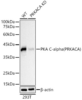 Western blot analysis of lysates from wild type (WT) and PKA C-alpha (PRKACA)   knockdown (KD) 293T cells, using [KD Validated] PKA C-alpha (PRKACA) Mouse mAb (A21869) at 1:10000 dilution.|Secondary antibody: HRP-conjugated Goat anti-Mouse IgG (H+L) (AS003) at 1:10000 dilution.|Lysates/proteins: 25μg per lane.|Blocking buffer: 3% nonfat dry milk in TBST.|Detection: ECL Basic Kit (RM00020).|Exposure time: 30s.