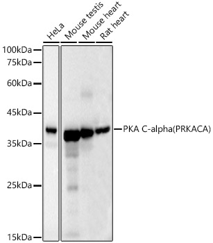 Western blot analysis of various lysates, using [KD Validated] PKA C-alpha (PRKACA) Mouse mAb at 1:10000 dilution.|Secondary antibody: HRP-conjugated Goat anti-Mouse IgG (H+L) at 1:10000 dilution.|Lysates/proteins: 25μg per lane.|Blocking buffer: 3% nonfat dry milk in TBST.|Detection: ECL Basic Kit.|Exposure time: 20s.