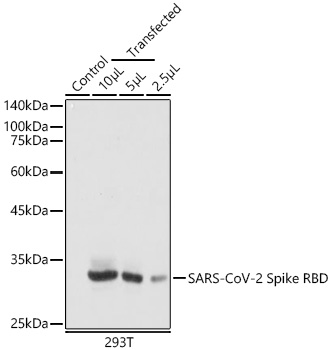 Western blot analysis of lysates from wild type (WT) and 293T cells transfected with SARS-CoV-2 Spike RBD using SARS-CoV-2 Spike RBD Mouse mAb at 1:500 dilution. |Secondary antibody:HRP Goat Anti-Mouse IgG (H+L) at 1:10000 dilution.|Lysates/proteins: 25 μg per lane.|Blocking buffer: 3% nonfat dry milk in TBST.|Detection: ECL Basic Kit.|Exposure time: 10s.