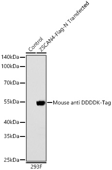 Western blot analysis of lysates from wild type (WT) and 293F cells transfected with Mouse anti DDDDK-Tag using Mouse anti DDDDK-Tag mAb at 1:20000 dilution incubated overnight at 4℃.|Secondary antibody: HRP-conjugated Goat anti-Mouse IgG (H+L) at 1:10000 dilution.|Lysates/proteins: 20 μg per lane.|Blocking buffer: 3% nonfat dry milk in TBST.|Detection: ECL Basic Kit|.Exposure time: 45s.