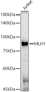 Western blot analysis of lysates from Jurkat cells, using [KO Validated] MLH1 Mouse mAb (A21882) at 1:500 dilution.|Secondary antibody: HRP-conjugated Goat anti-Mouse IgG (H+L) (AS003) at 1:10000 dilution.|Lysates/proteins: 25μg per lane.|Blocking buffer: 3% nonfat dry milk in TBST.|Detection: ECL Basic Kit (RM00020).|Exposure time: 180s.