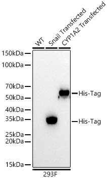Western blot analysis of lysates from wild type (WT) and 293F cells transfected with His-Tag using Mouse anti His-Tag mAb at 1:30000 dilution incubated overnight at 4℃.|Secondary antibody: HRP-conjugated Goat anti-Mouse IgG (H+L) at 1:10000 dilution.|Lysates/proteins: 20 μg per lane.|Blocking buffer: 3% nonfat dry milk in TBST.|Detection: ECL Basic Kit|.Exposure time: 5 s.