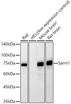 Western blot analysis of various lysates using Sarm1 Mouse mAb at 1:8000 dilution.|Secondary antibody: HRP-conjugated Goat anti-Mouse IgG (H+L) at 1:10000 dilution.|Lysates/proteins: 25μg per lane.|Blocking buffer: 3% nonfat dry milk in TBST.|Detection: ECL Basic Kit.|Exposure time: 60s.