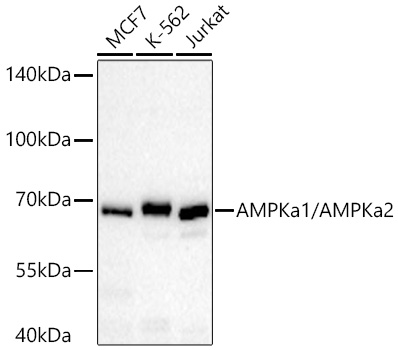 Western blot analysis of various lysates using AMPKa1/AMPKa2 Mouse mAb at 1:1000 dilution incubated overnight at 4℃.|Secondary antibody: HRP-conjugated Goat anti-Mouse IgG (H+L) at 1:10000 dilution.|Lysates/proteins: 25 μg per lane.|Blocking buffer: 3% nonfat dry milk in TBST.|Detection: ECL Basic Kit.|Exposure time: 45s.