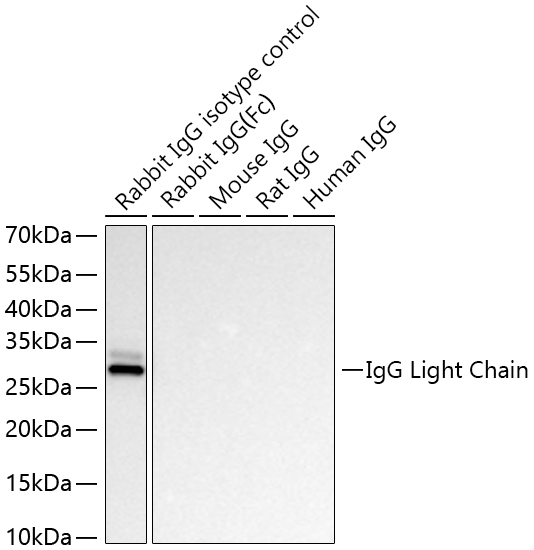 Western blot analysis of lysates from Rabbit IgG isotype control cells using HRP-conjugated Mouse anti-Rabbit IgG Light Chain mAb at 1:6000 dilution incubated overnight at 4℃.|Lysates/proteins: 100ng μg per lane.|Blocking buffer: 3% nonfat dry milk in TBST.|Detection: ECL Basic Kit.|Exposure time: 45 s.