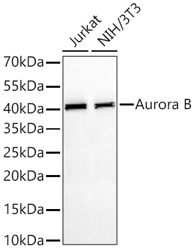 Western blot analysis of various lysates using Aurora B Mouse mAb at 1:1000 dilution incubated overnight at 4℃.|Secondary antibody: HRP-conjugated Goat anti-Mouse IgG (H+L) at 1:10000 dilution.|Lysates/proteins: 25 μg per lane.|Blocking buffer: 3% nonfat dry milk in TBST.|Detection: ECL Basic Kit.|Exposure time: 90s.