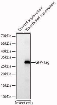 Western blot analysis of lysates from wild type (WT) and Insect cells transfected with GFP-Tag using Mouse anti GFP-Tag mAb at 1:25000 dilution incubated overnight at 4℃.|Secondary antibody: HRP-conjugated Goat anti-Mouse IgG (H+L) at 1:10000 dilution.|Lysates/proteins: 10ng μg per lane.|Blocking buffer: 3% nonfat dry milk in TBST.|Detection: ECL Basic Kit|.Exposure time: 20s.