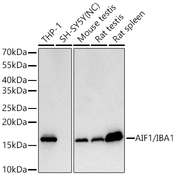 Western blot analysis of various lysates using AIF1/IBA1 Mouse mAb at 1:1900 dilution incubated at room temperature for 1.5 hours.|Secondary antibody: HRP-conjugated Goat anti-Mouse IgG (H+L) at 1:10000 dilution.|Lysates/proteins: 25 μg per lane.|Blocking buffer: 3% nonfat dry milk in TBST.|Detection: ECL Basic Kit.|Negative control (NC): SH-SY5Y|Exposure time: 45s.