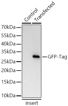 Western blot analysis of lysates from wild type (WT) and insert cells transfected with GFP-Tag using GFP-Tag Mouse mAb at 1:18000 dilution incubated overnight at 4℃.|Secondary antibody:  HRP-conjugated Goat anti-Mouse IgG (H+L) at 1:10000 dilution.|Lysates/proteins: 10 ng per lane.|Blocking buffer: 3% nonfat dry milk in TBST.|Detection: ECL Basic Kit.|Exposure time: 45s.