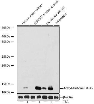 Western blot analysis of various lysates using Acetyl-Histone H4-K5 Rabbit mAb at 1:1000 dilution. HeLa cells and NIH/3T3 cells and C6 cells were treated with TSA (1 uM) at 37℃ for 18 hours.|Secondary antibody: HRP-conjugated Goat anti-Rabbit IgG (H+L) at 1:10000 dilution.|Lysates/proteins: 25μg per lane.|Blocking buffer: 3% nonfat dry milk in TBST.|Detection: ECL Basic Kit.|Exposure time: 10s.