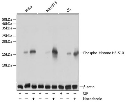 Western blot analysis of lysates from HeLa,NIH/3T3,C6 cells using Phospho-Histone H3-S10 Rabbit mAb at 1:1000 dilution. HeLa,NIH/3T3 and C6 cells were treated with nocodazole (50 ng/mL) at 37℃ for 20 hours or treated with CIP(20uL/400ul) at 37℃ for 1 hour.|Secondary antibody: HRP-conjugated Goat anti-Rabbit IgG (H+L) at 1:10000 dilution.|Lysates/proteins: 25 μg per lane.|Blocking buffer: 3% nonfat dry milk in TBST.|Detection: ECL Basic Kit.|Exposure time: 1s.