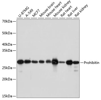 Western blot analysis of various lysates using Prohibitin Rabbit mAb at 1:1000 dilution.|Secondary antibody: HRP-conjugated Goat anti-Rabbit IgG (H+L) at 1:10000 dilution.|Lysates/proteins: 25μg per lane.|Blocking buffer: 3% nonfat dry milk in TBST.|Detection: ECL Basic Kit.|Exposure time: 5s.