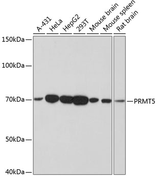 Western blot analysis of various lysates using PRMT5 Rabbit mAb at 1:1000 dilution.|Secondary antibody: HRP-conjugated Goat anti-Rabbit IgG (H+L) at 1:10000 dilution.|Lysates/proteins: 25μg per lane.|Blocking buffer: 3% nonfat dry milk in TBST.|Detection: ECL Basic Kit.|Exposure time: 3min.