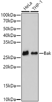 Western blot analysis of various lysates using  Bak Rabbit mAb (A10754) at 1:500 dilution.|Secondary antibody: HRP-conjugated Goat anti-Rabbit IgG (H+L) (AS014) at 1:10000 dilution.|Lysates/proteins: 25μg  per lane.|Blocking buffer: 3% nonfat dry milk in TBST.|Detection: ECL Basic Kit (RM00020).|Exposure time: 180s.