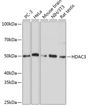 Western blot analysis of various lysates using [KD Validated] HDAC3 Rabbit mAb (A19537) at 1:1000 dilution incubated overnight at 4℃.|Secondary antibody: HRP-conjugated Goat anti-Rabbit IgG (H+L) (AS014) at 1:10000 dilution.|Lysates/proteins: 25μg per lane.|Blocking buffer: 3% nonfat dry milk in TBST.|Detection: ECL Basic Kit (RM00020).|Exposure time: 1min.