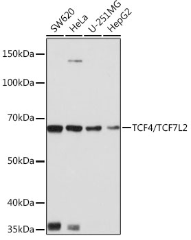 Western blot analysis of various lysates using TCF4/TCF7L2 Rabbit mAb at 1:1000 dilution.|Secondary antibody: HRP-conjugated Goat anti-Rabbit IgG (H+L) at 1:10000 dilution.|Lysates/proteins: 25μg per lane.|Blocking buffer: 3% nonfat dry milk in TBST.|Detection: ECL Basic Kit.|Exposure time: 1s.