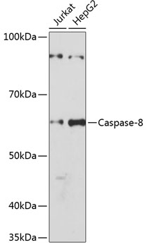 Western blot analysis of various lysates using [KO Validated] Caspase-8 Rabbit mAb (A19549) at 1:1000 dilution.|Secondary antibody: HRP-conjugated Goat anti-Rabbit IgG (H+L) (AS014) at 1:10000 dilution.|Lysates/proteins: 25μg per lane.|Blocking buffer: 3% nonfat dry milk in TBST.|Detection: ECL Basic Kit (RM00020).|Exposure time: 3min.